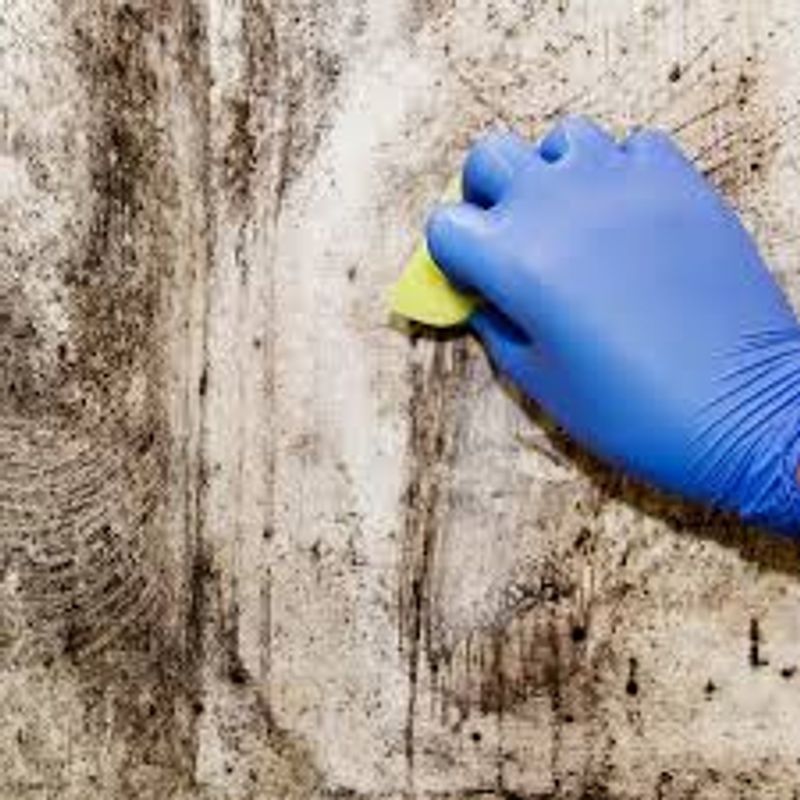 local condensation mold remediation experts in Valley Grove 26060